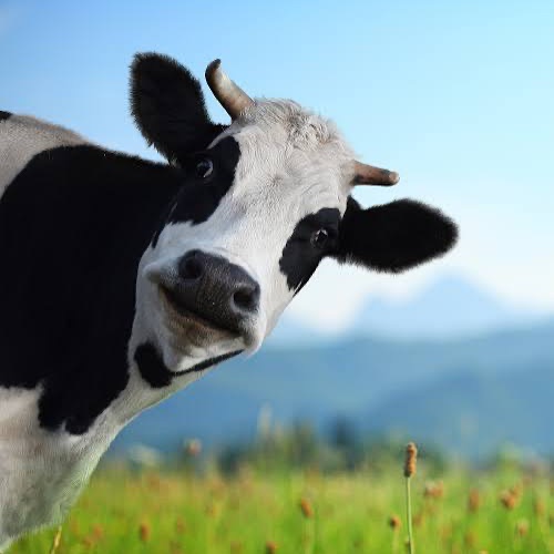 cowpurrs